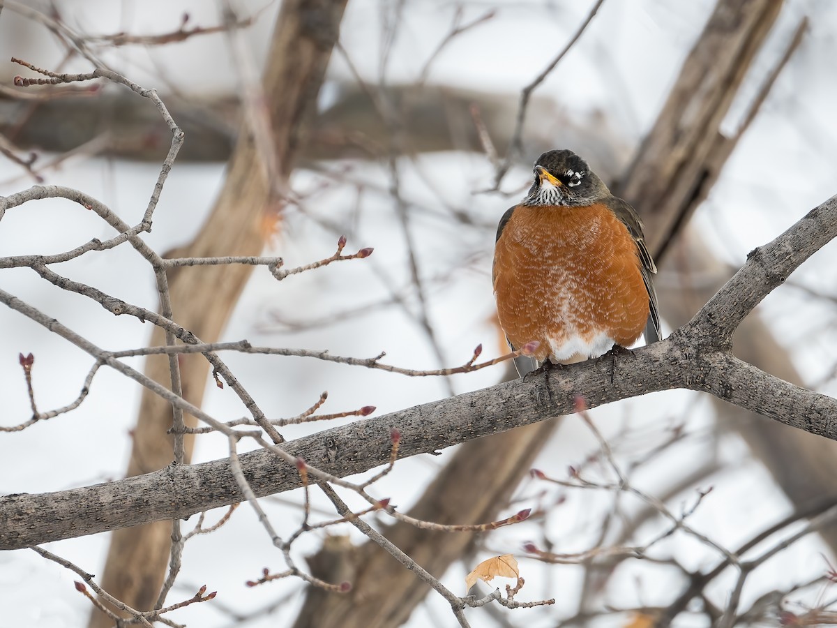 Wanderdrossel - ML646877781