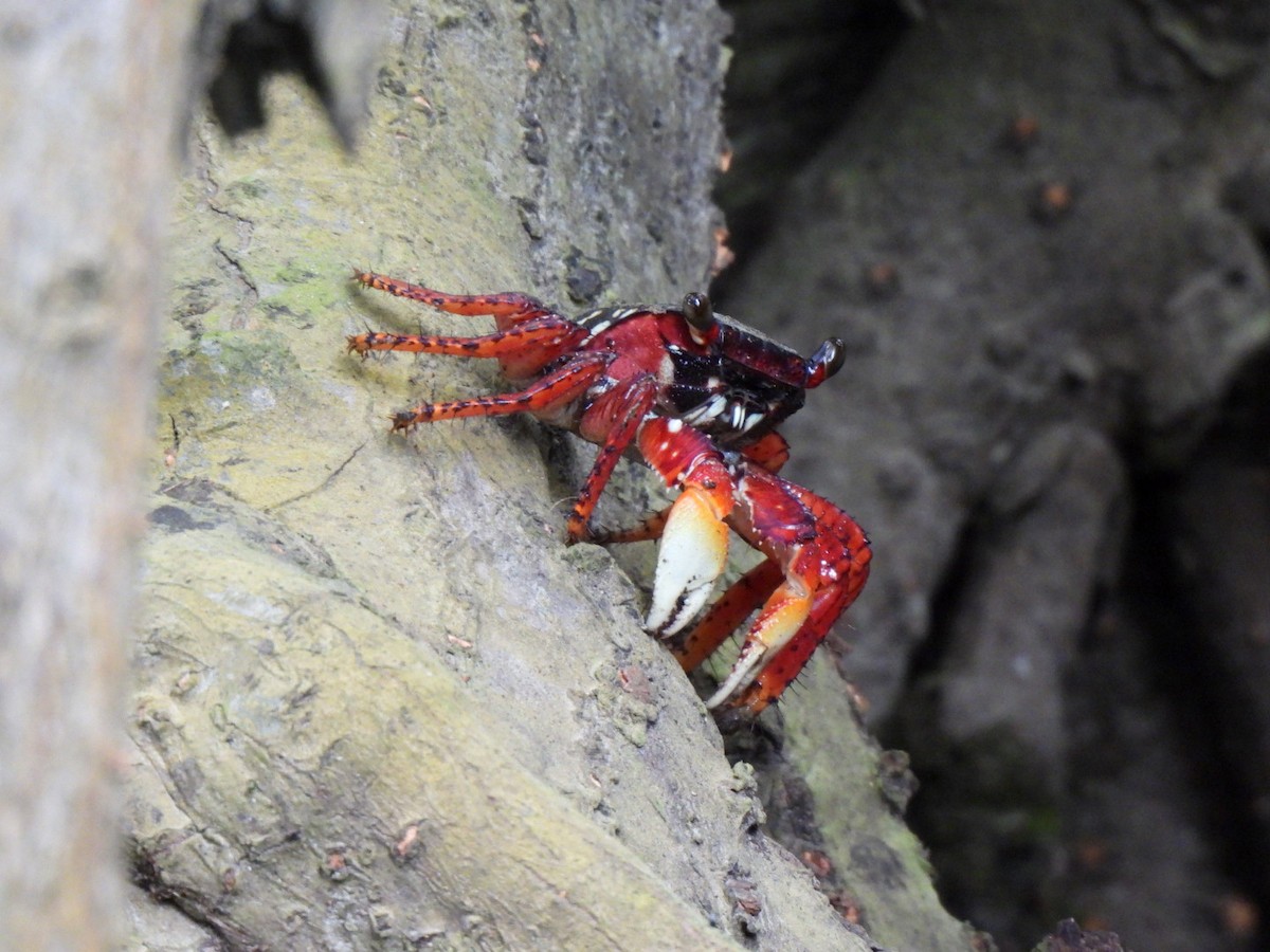 Animaux - ML646877782