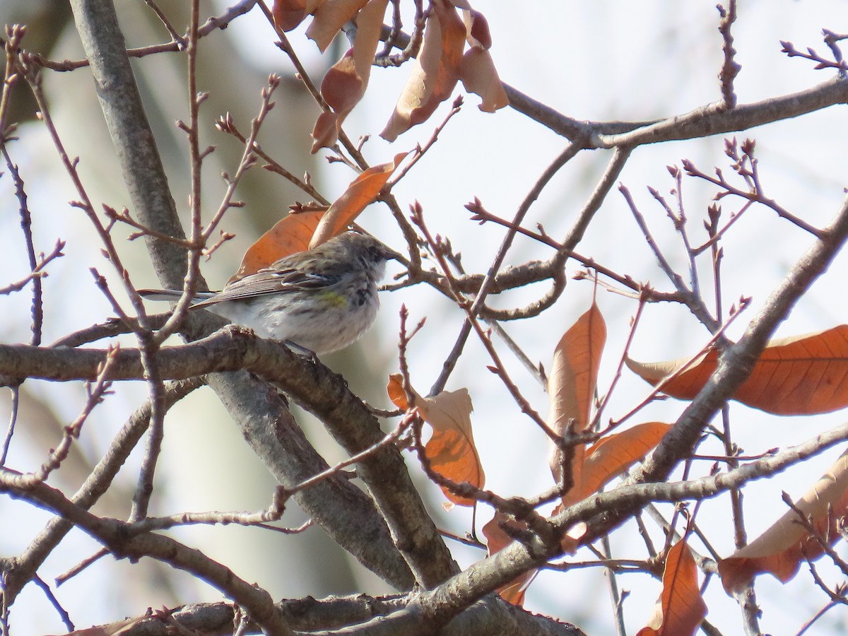 Kronenwaldsänger - ML646877783