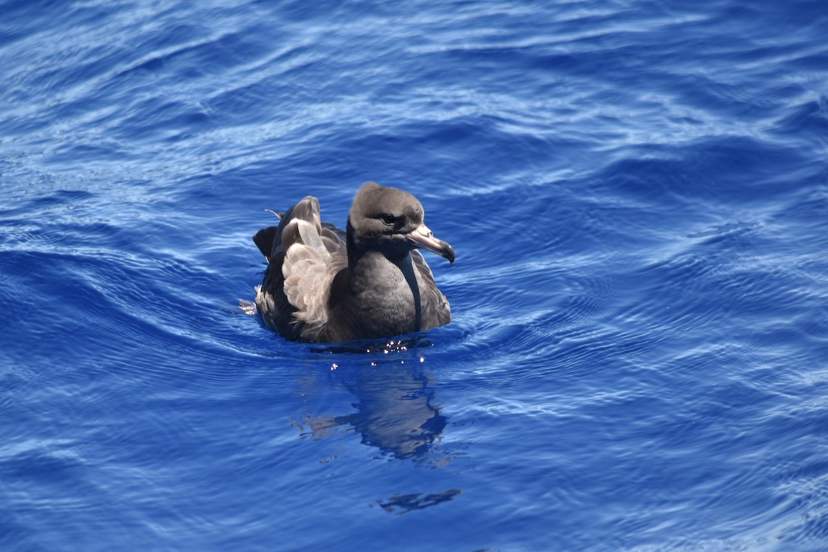 Blassfuß-Sturmtaucher - ML646877793