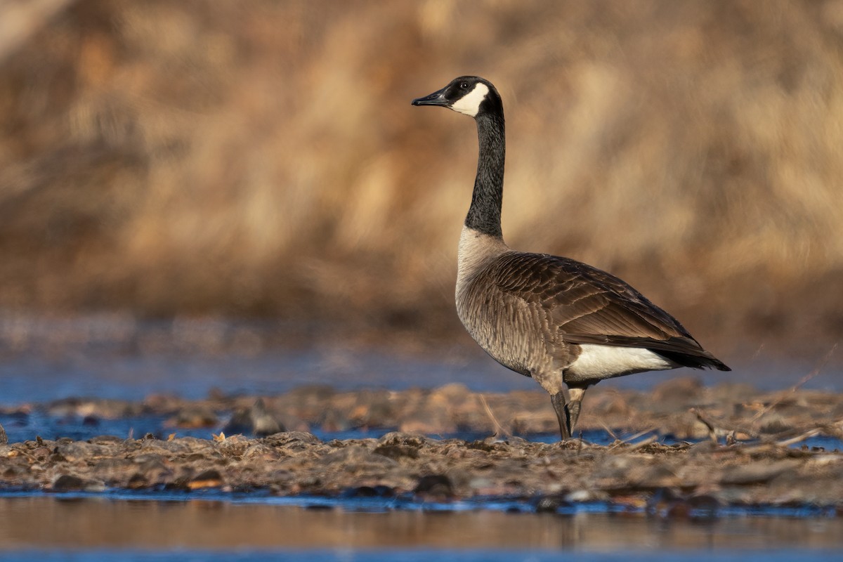 Kanadagans - ML646877794