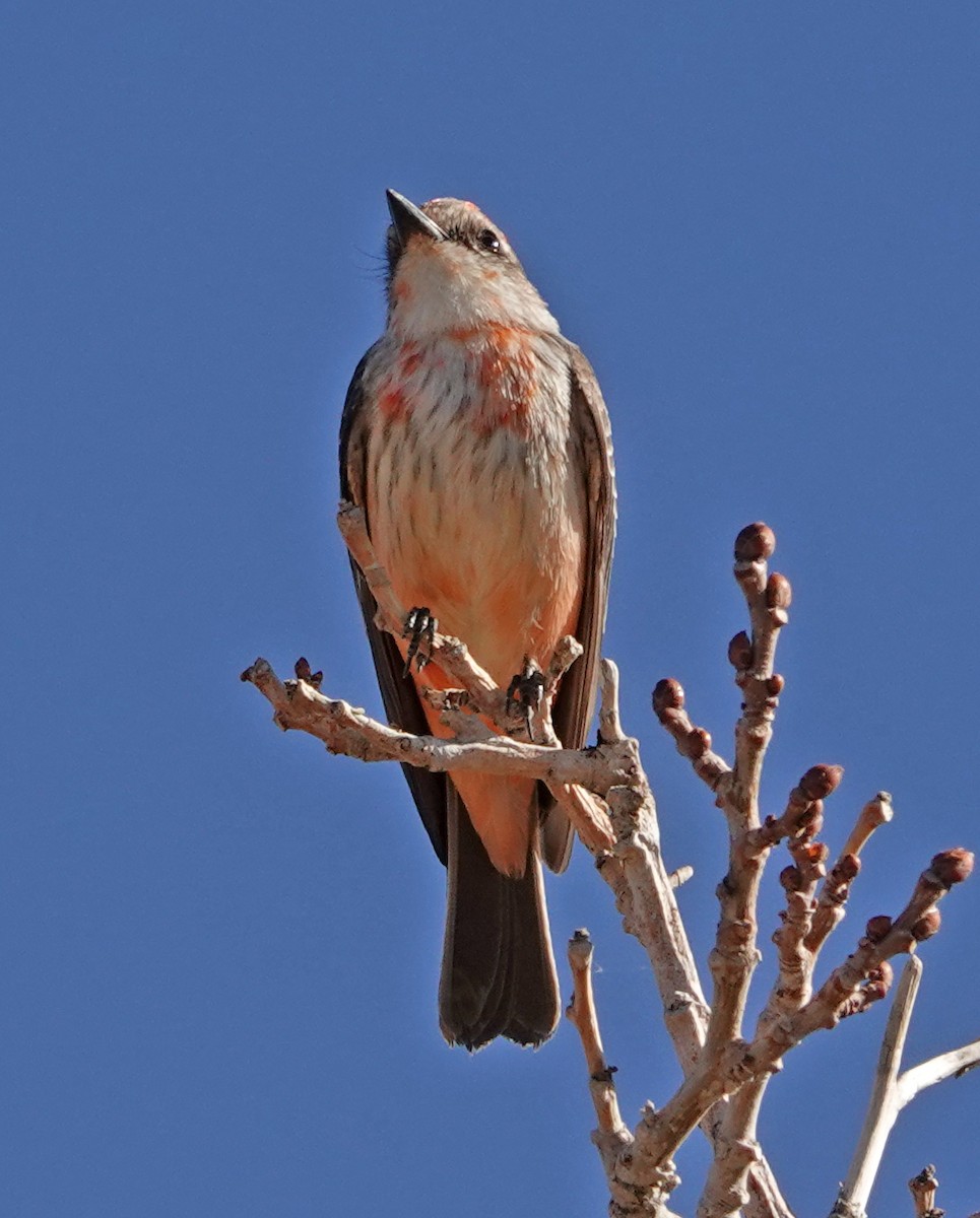 Rubintyrann - ML646877797