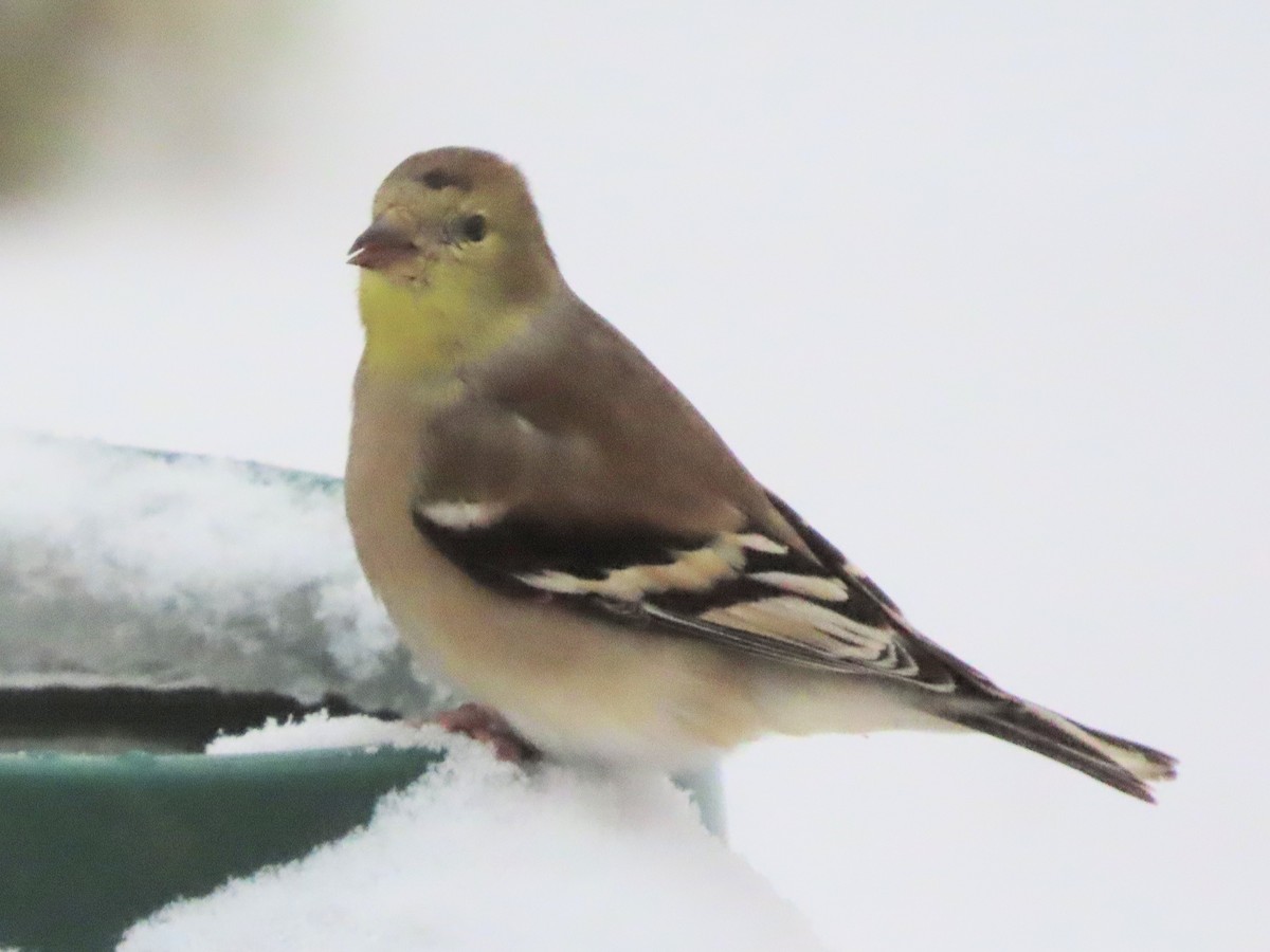 Goldzeisig - ML646877798