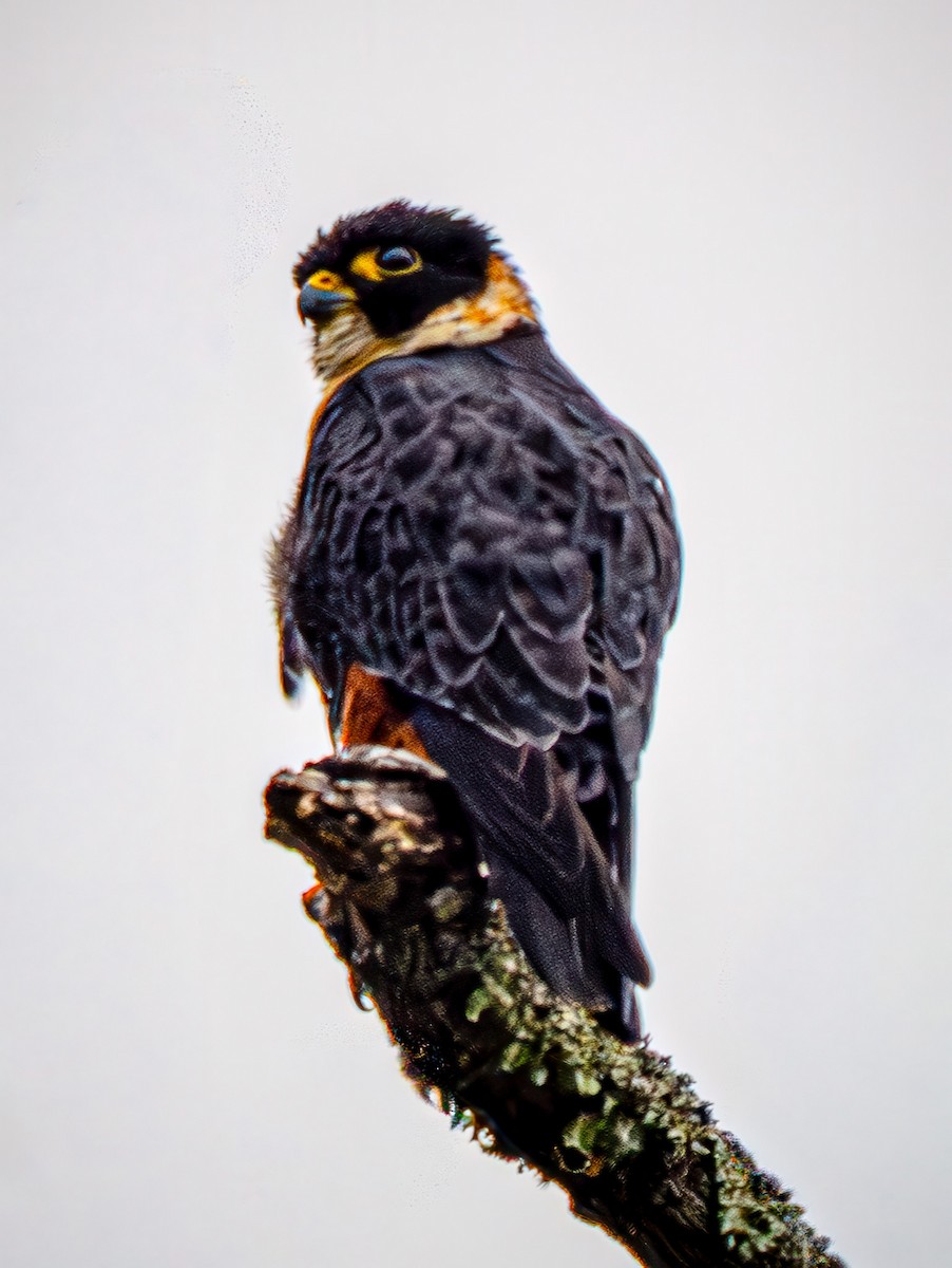 Fledermausfalke - ML646877799