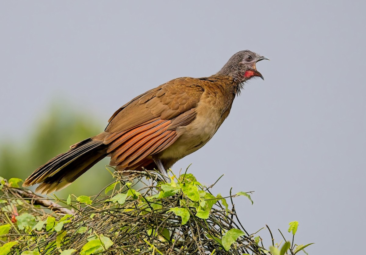 Graukopfguan - ML646877800