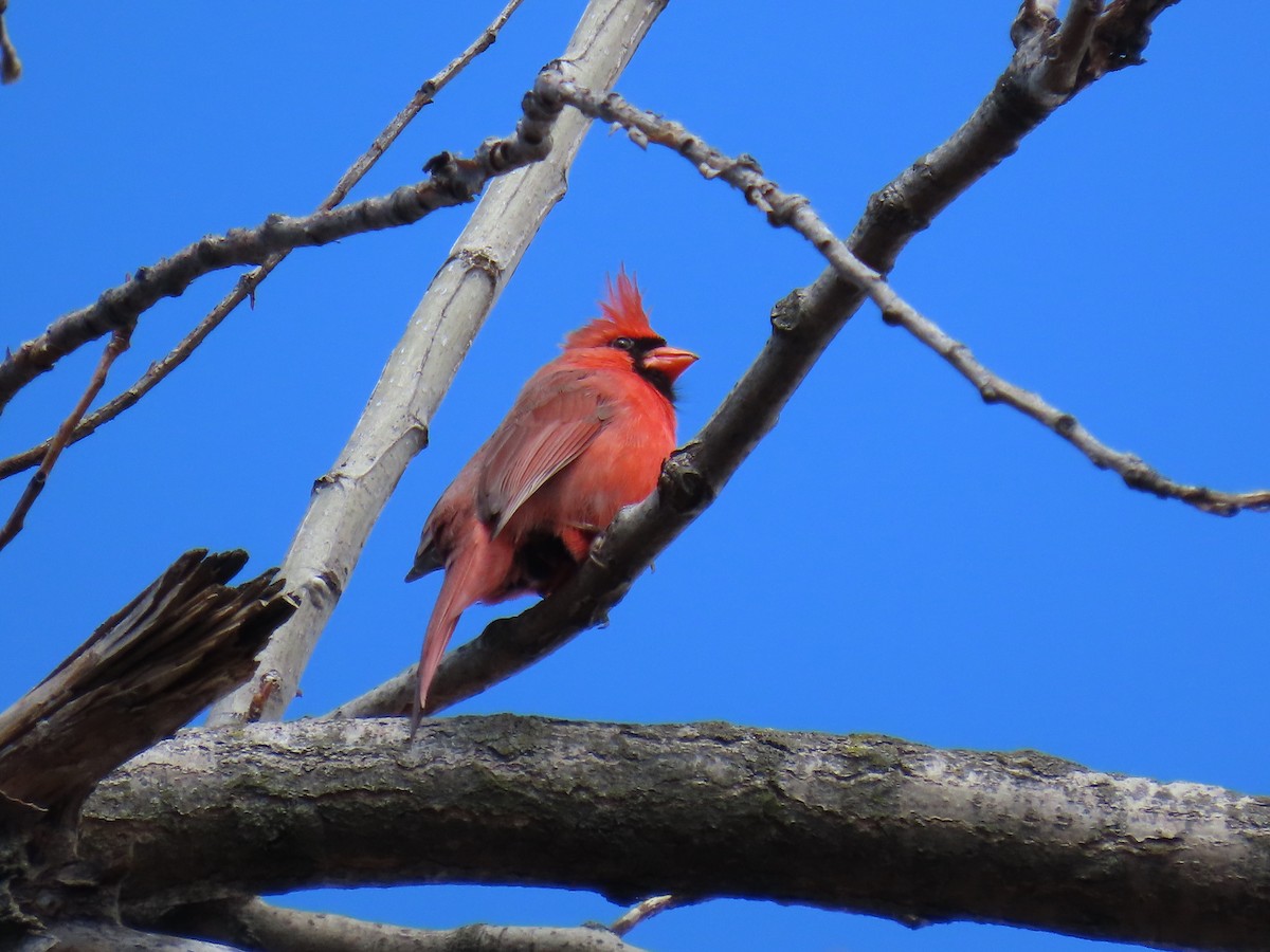 Rotkardinal - ML646877801