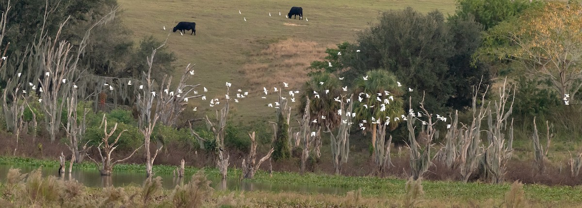 Kuhreiher - ML646877802