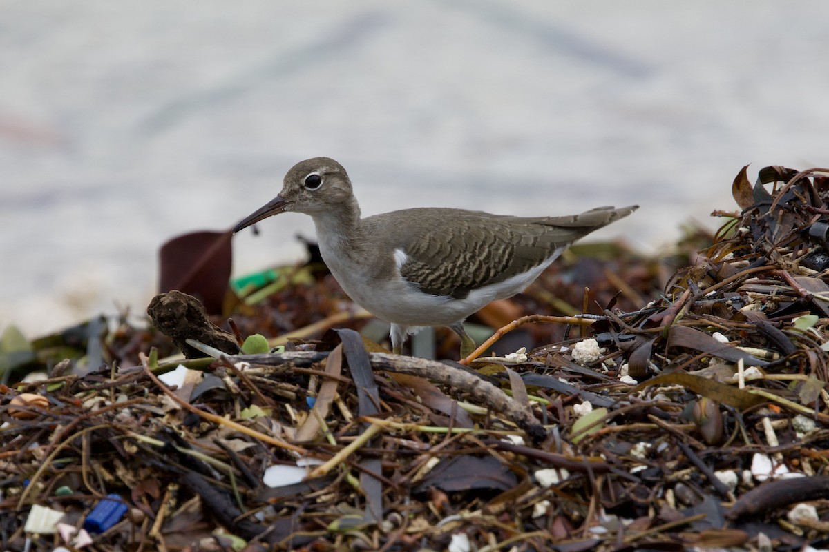 Drosseluferläufer - ML646877804