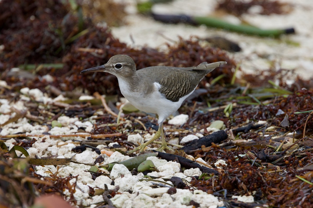 Drosseluferläufer - ML646877805