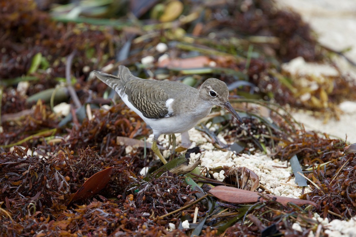 Drosseluferläufer - ML646877806