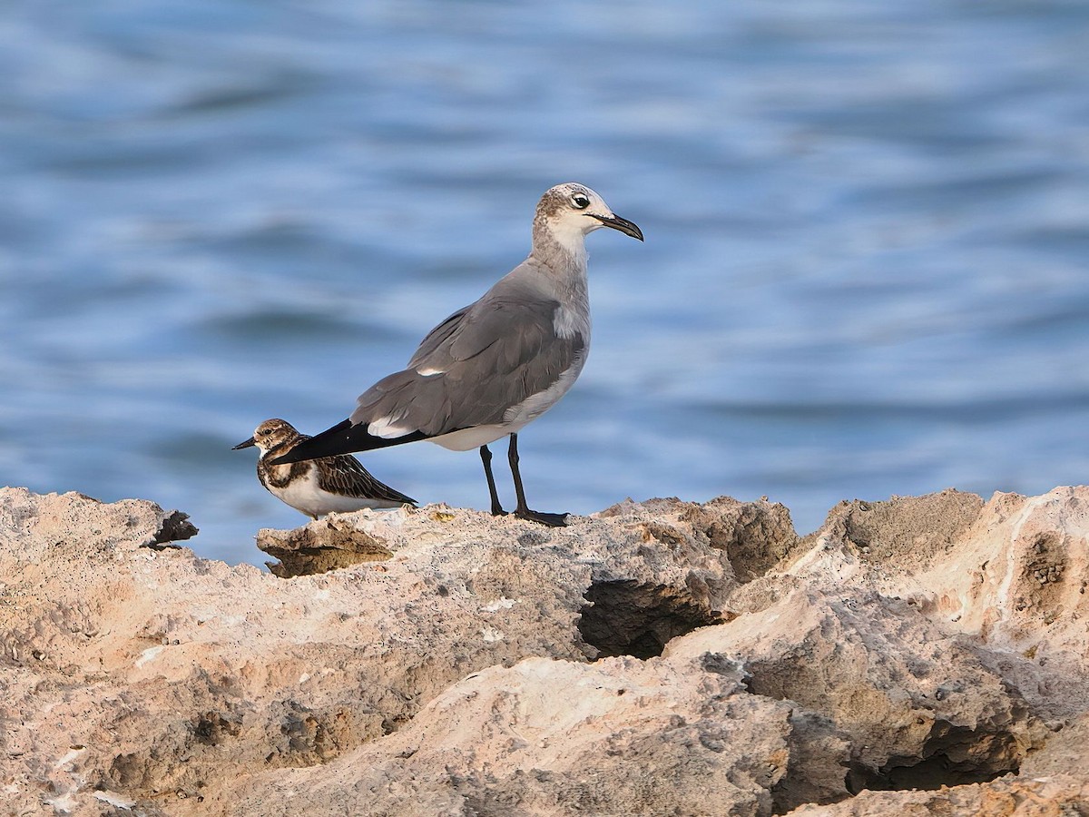 Laughing Gull - ML646877807