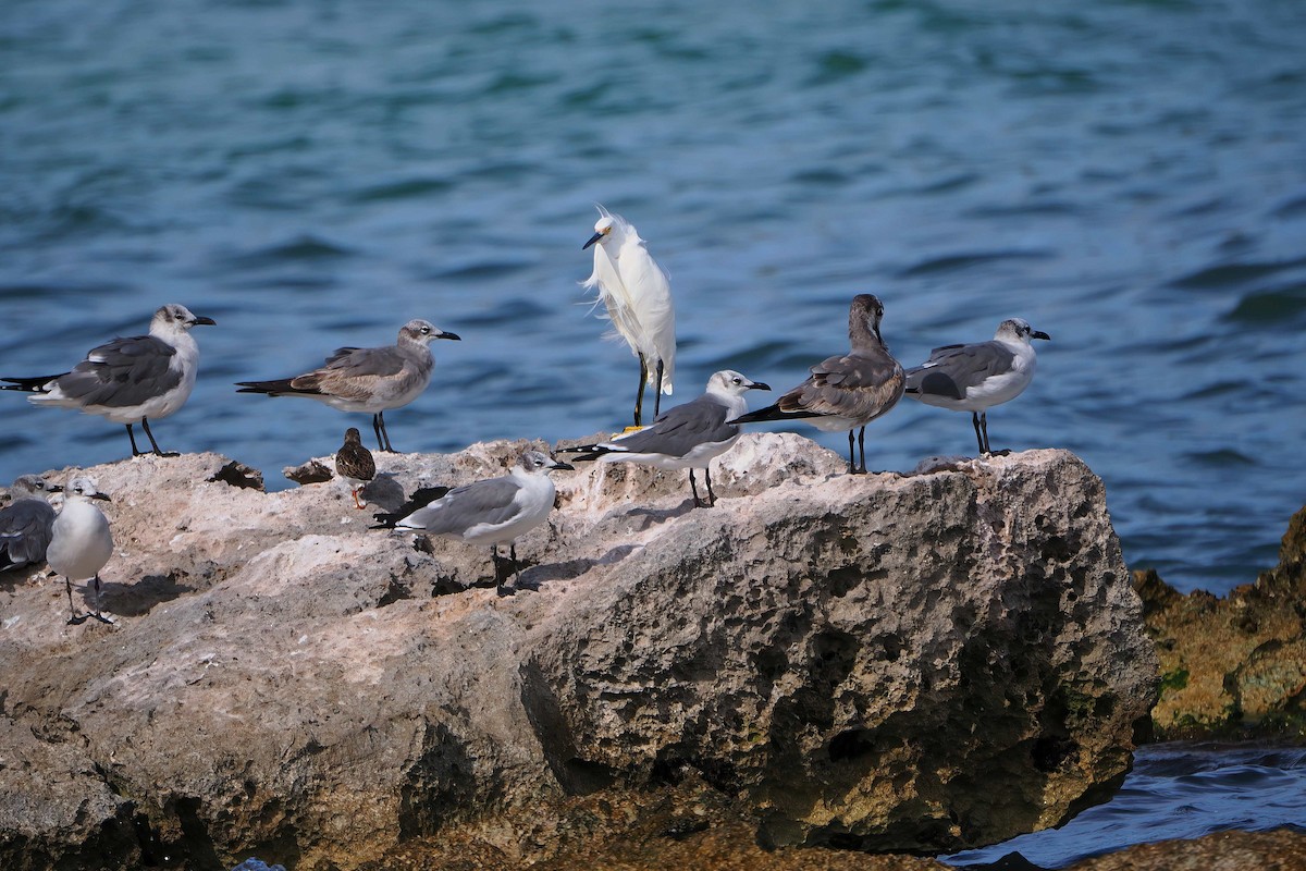 Laughing Gull - ML646877808