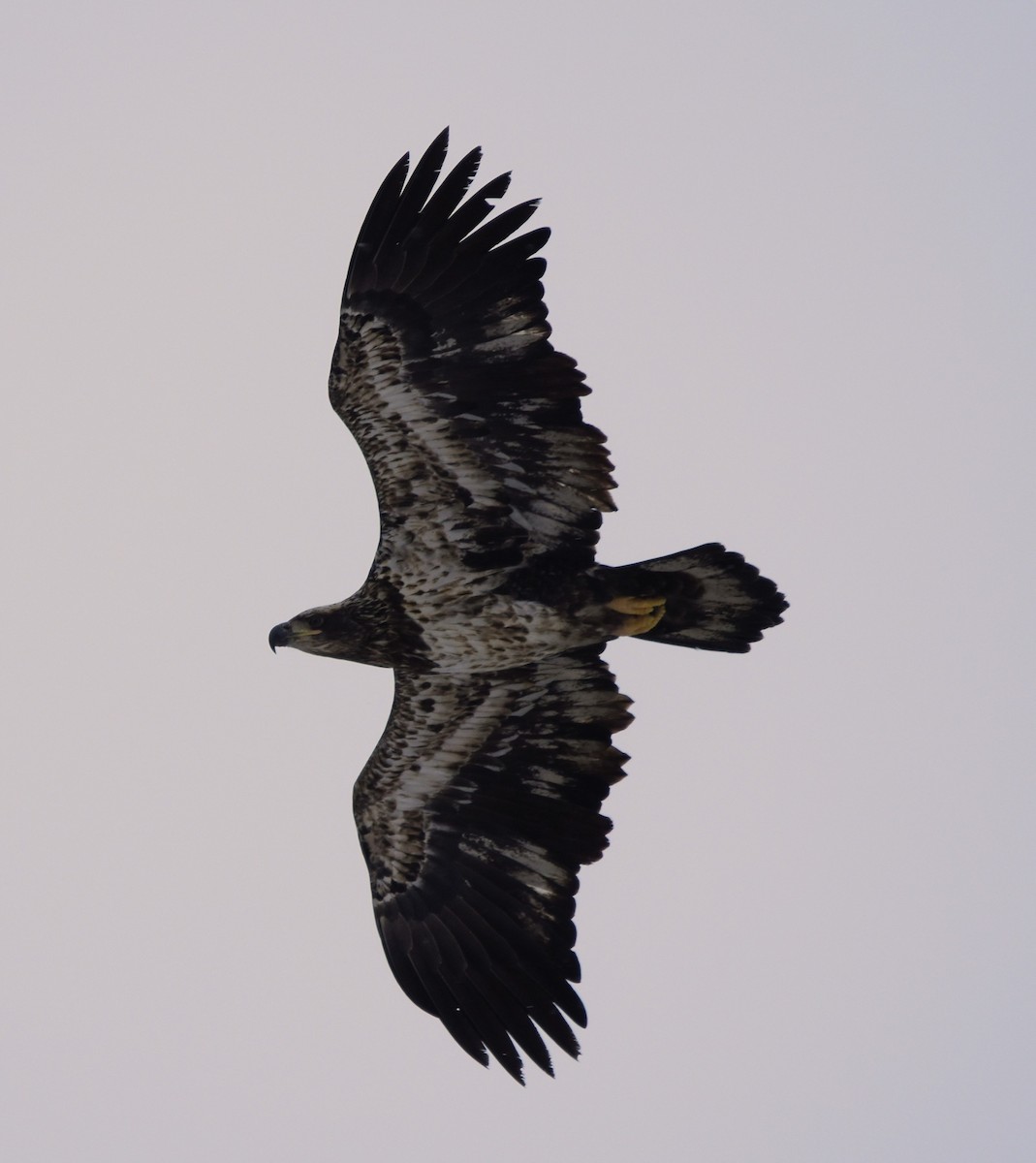 Weißkopf-Seeadler - ML646877809