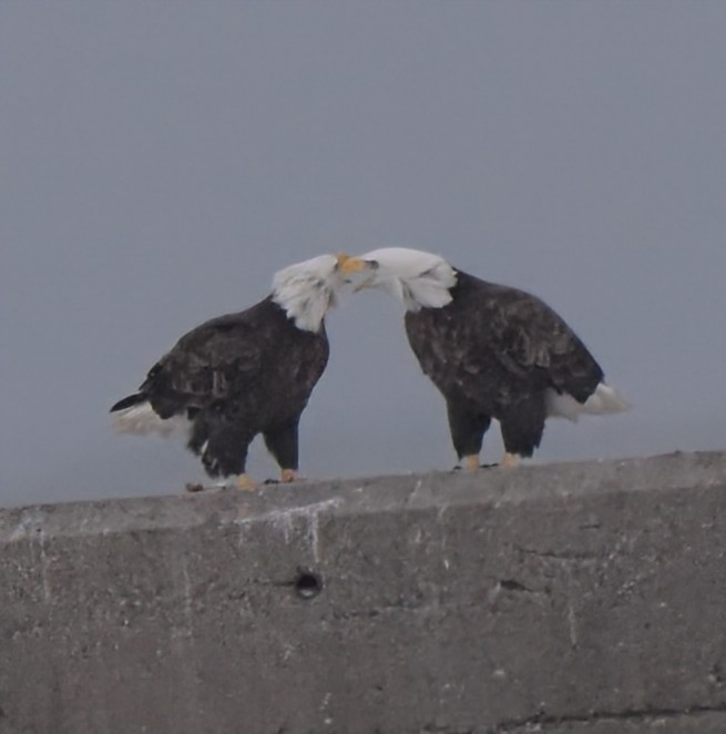 Weißkopf-Seeadler - ML646877810