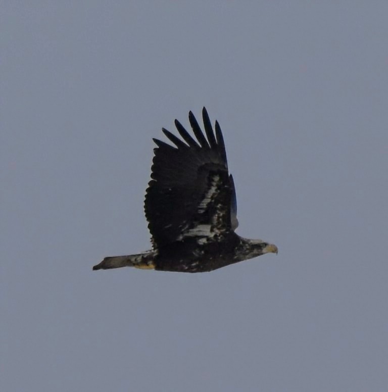 Weißkopf-Seeadler - ML646877811