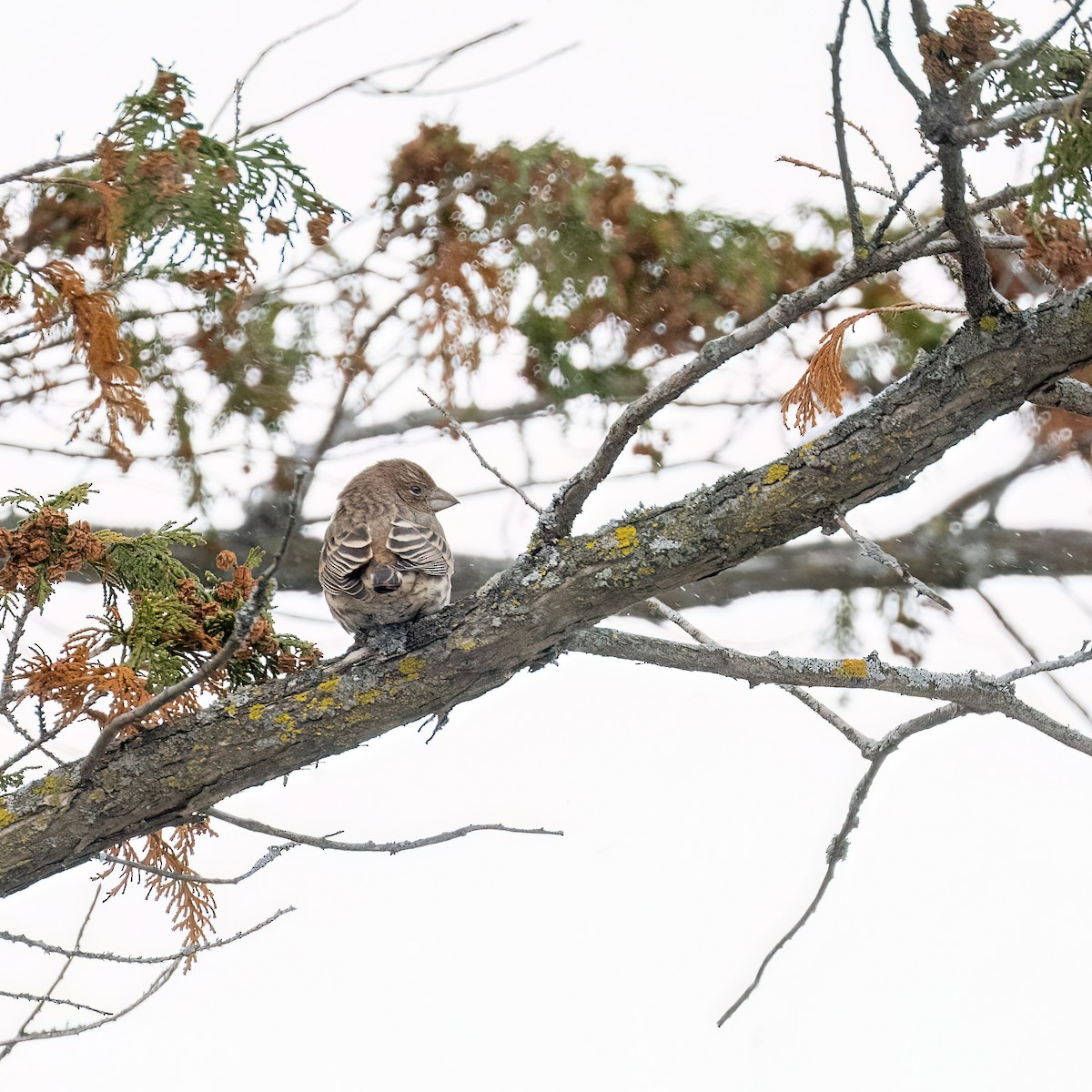 Hausgimpel - ML646877812