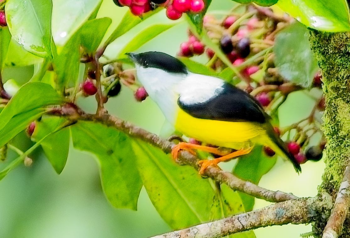 Weißbandpipra - ML646877814