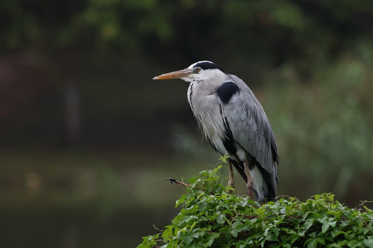 Gri Balıkçıl - ML646877815