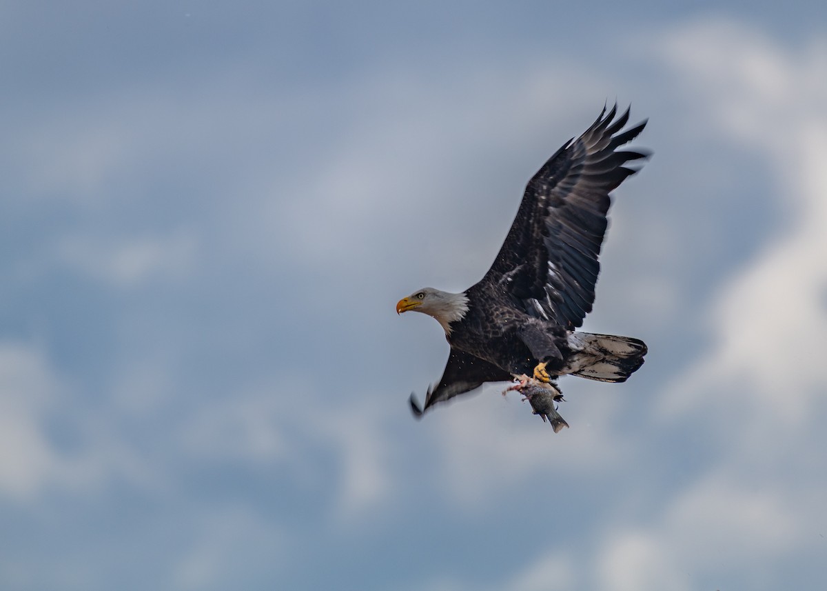 Weißkopf-Seeadler - ML646877816