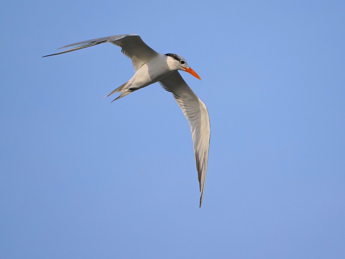 Royal Tern - ML646877818