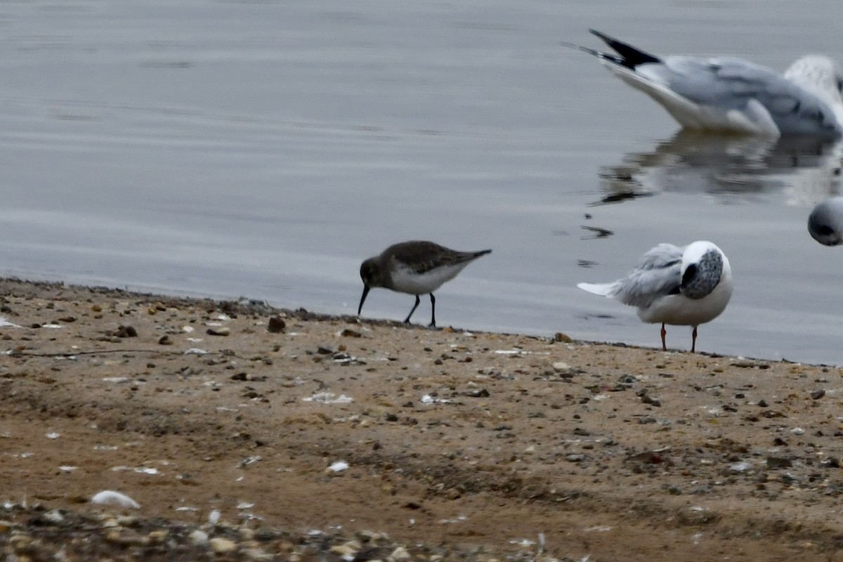 Dunlin - ML646877820