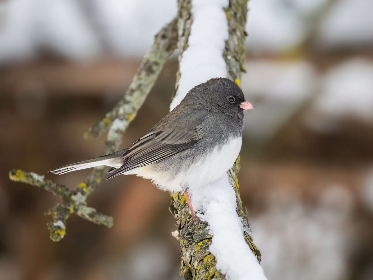 Dark-eyed Junco - ML646877821