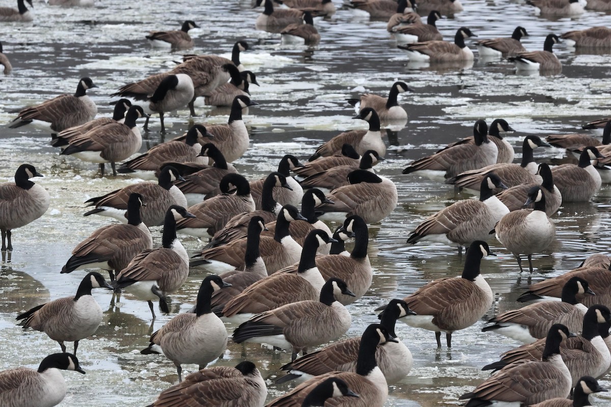 Bernache du Canada - ML646877822