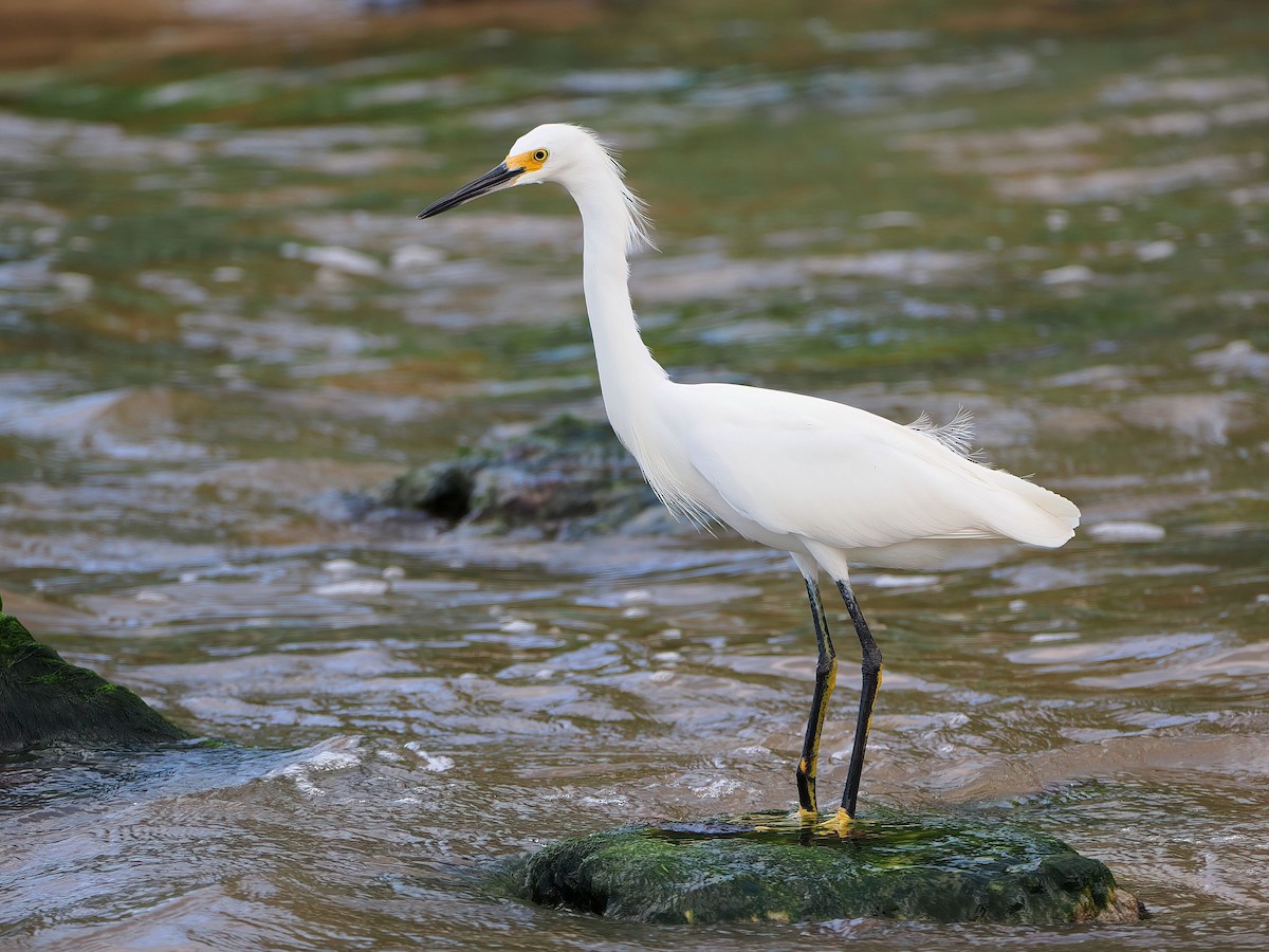 Snowy Egret - ML646877823