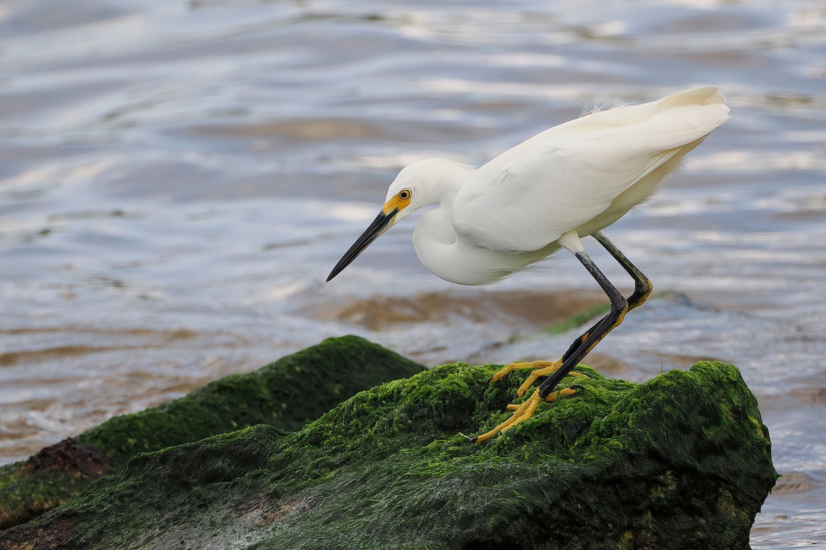 Snowy Egret - ML646877824