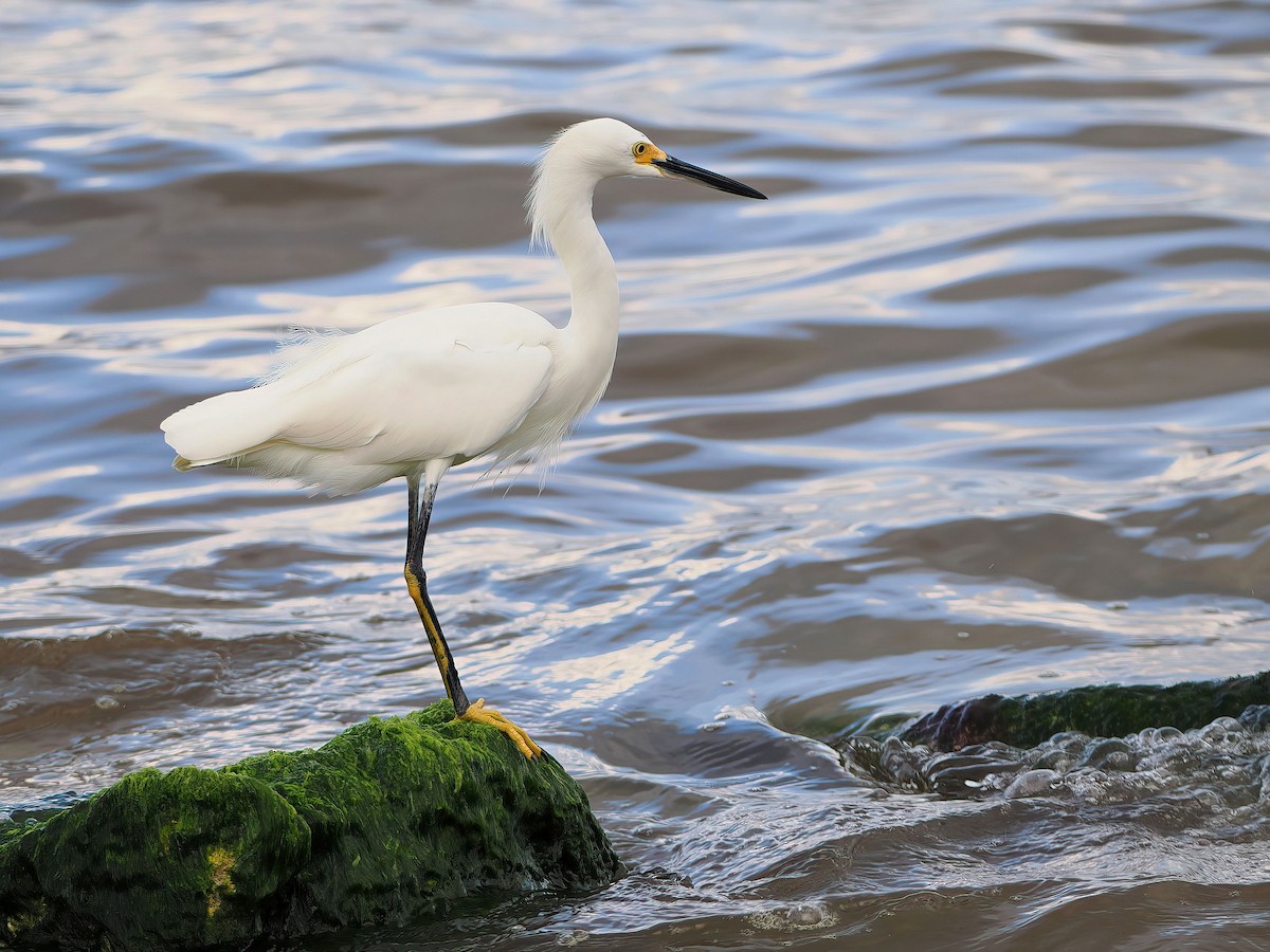 Snowy Egret - ML646877825