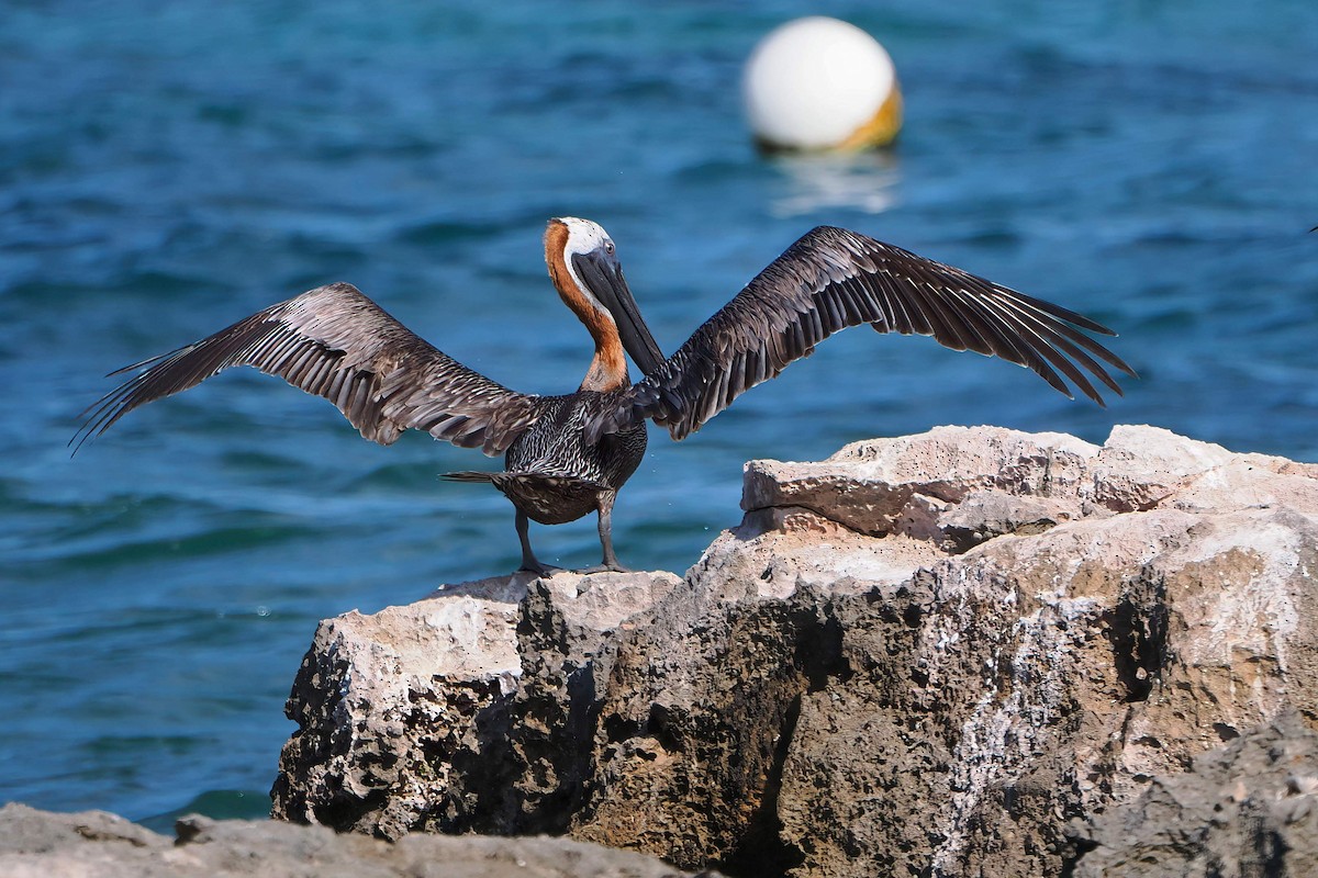 Brown Pelican - ML646877830