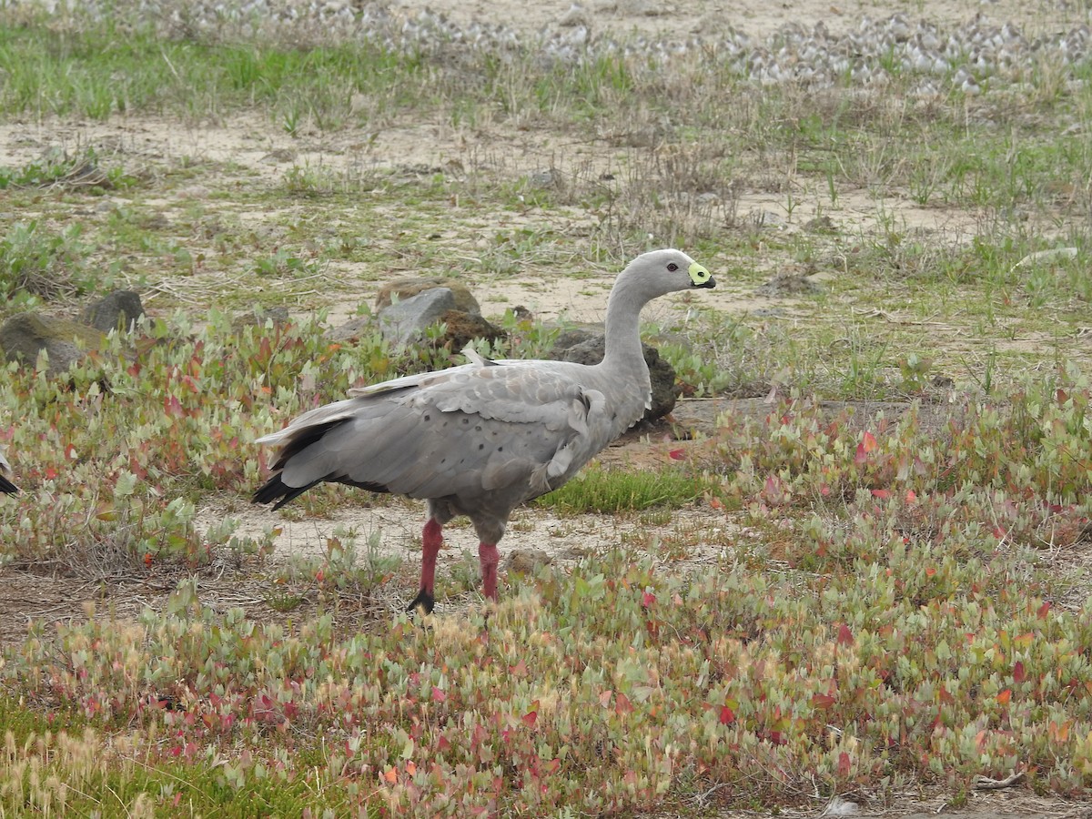 Cape Barren Goose - ML646877831