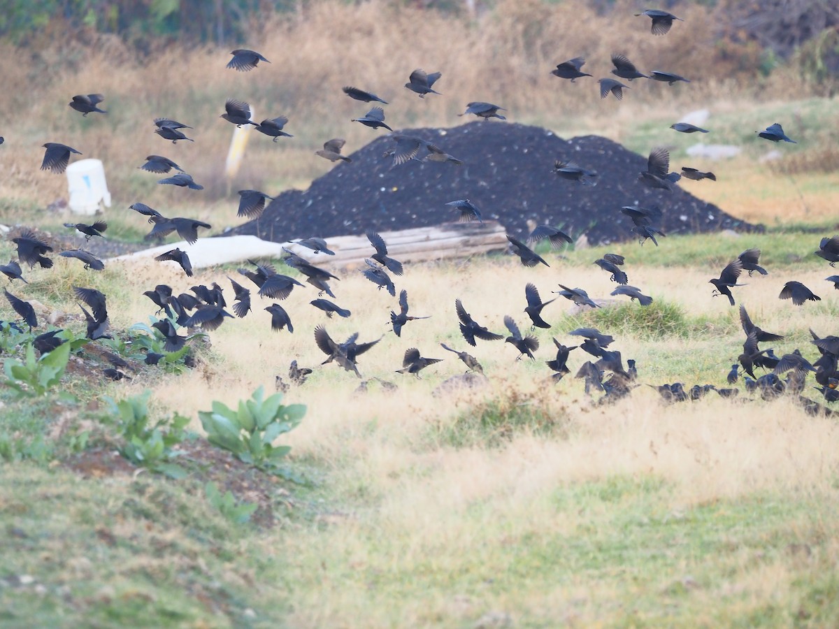 Red-winged Blackbird - ML646877832