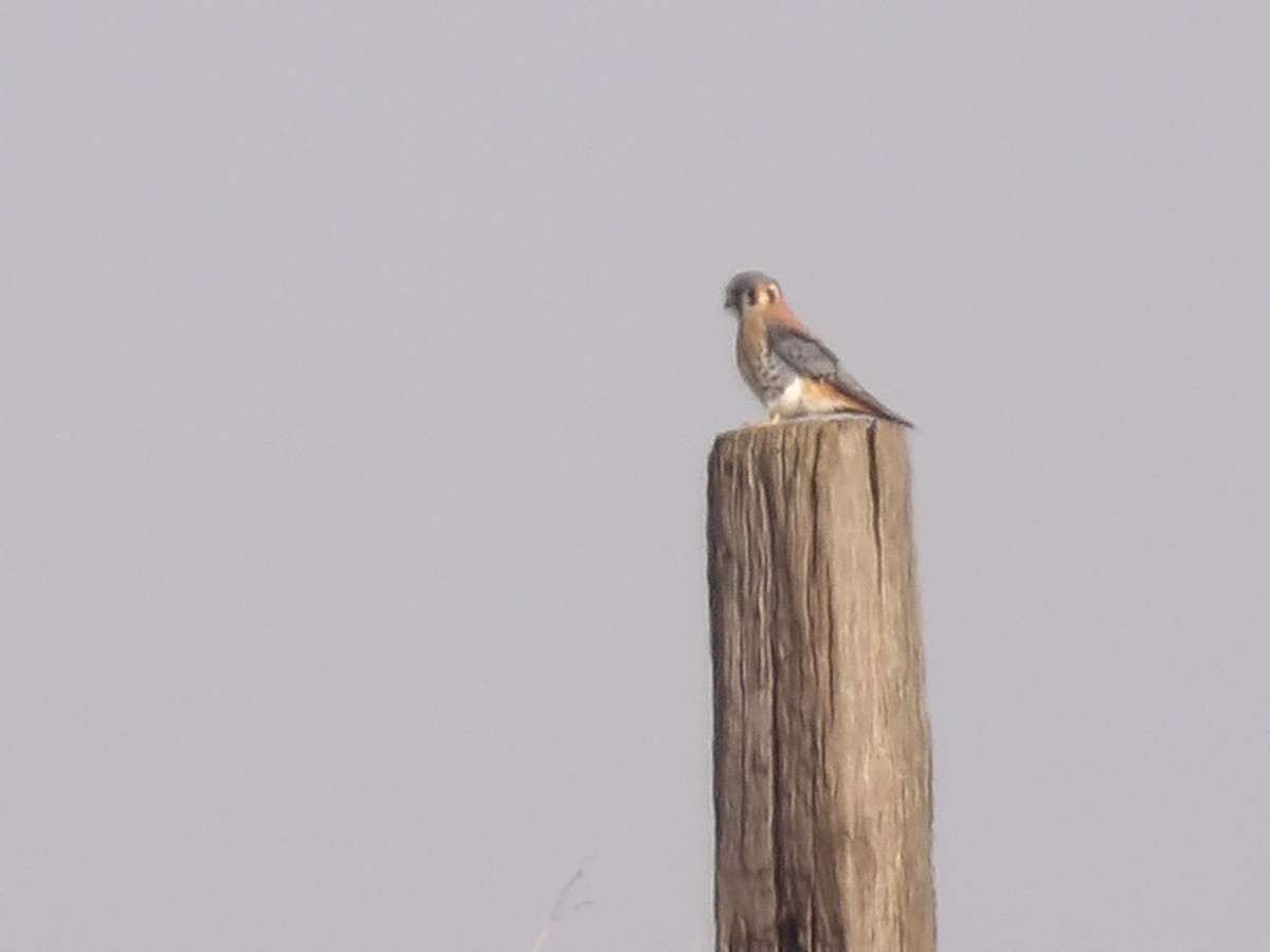 Crécerelle d'Amérique - ML646877833