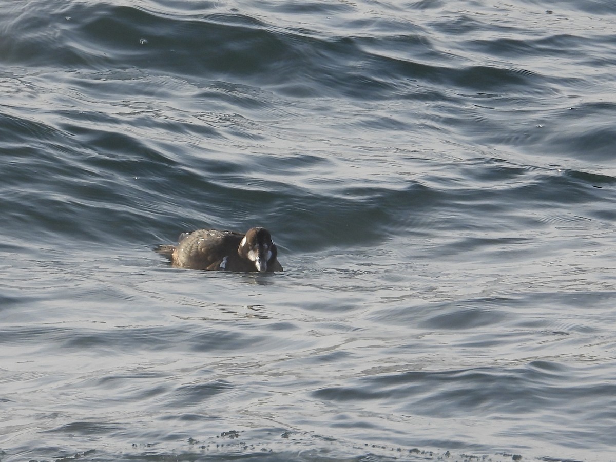Harlequin Duck - ML646877836