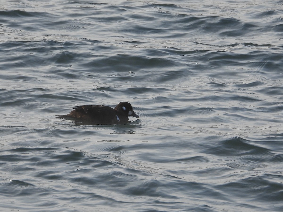 Harlequin Duck - ML646877837