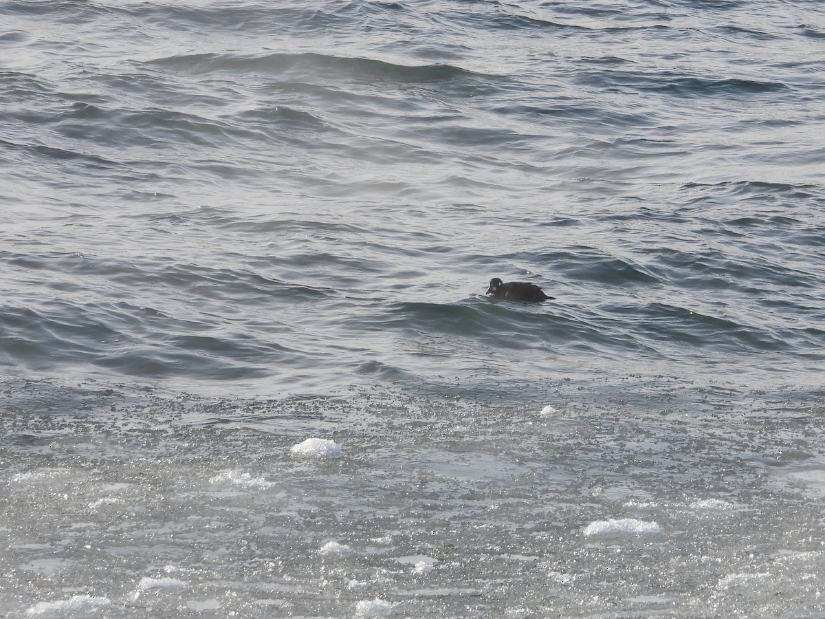 Harlequin Duck - ML646877838