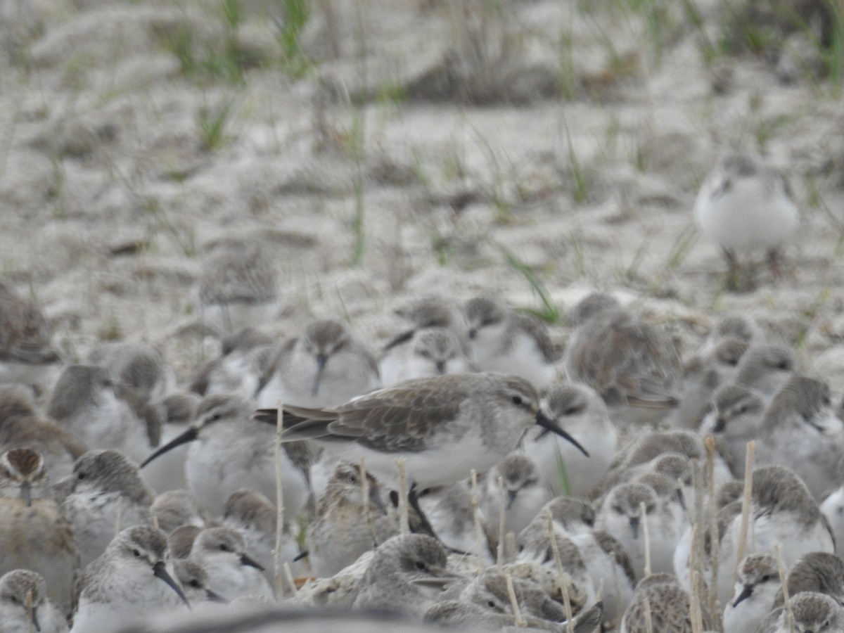 彎嘴濱鷸 - ML646877839