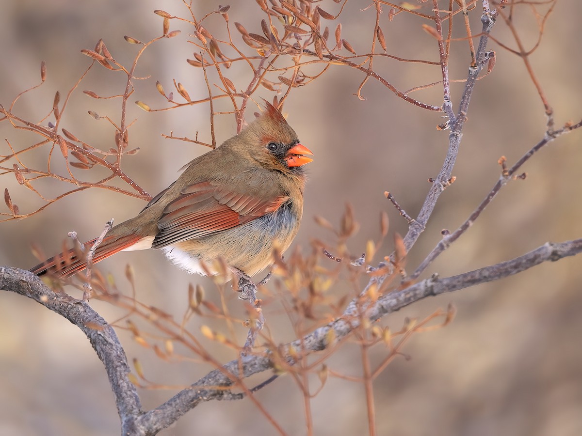 Northern Cardinal - ML646877840
