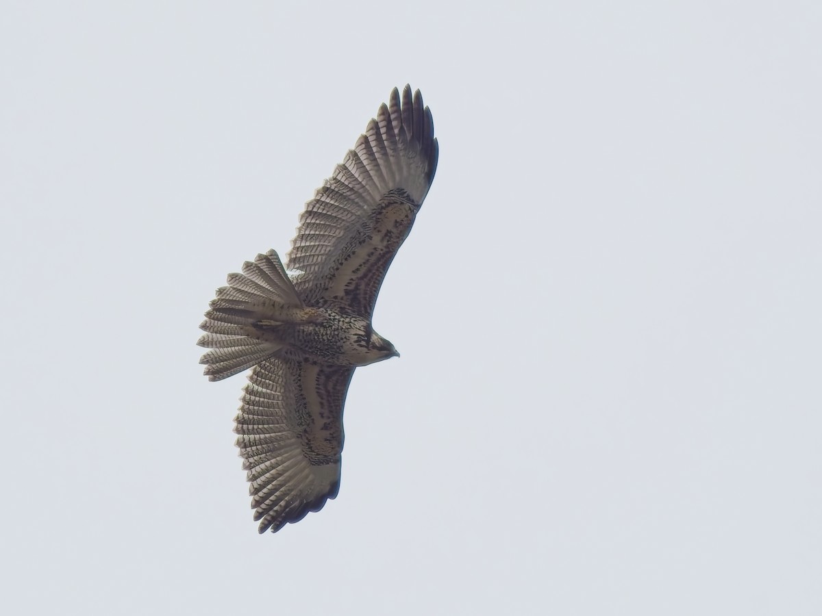 Variable Hawk - ML646877845