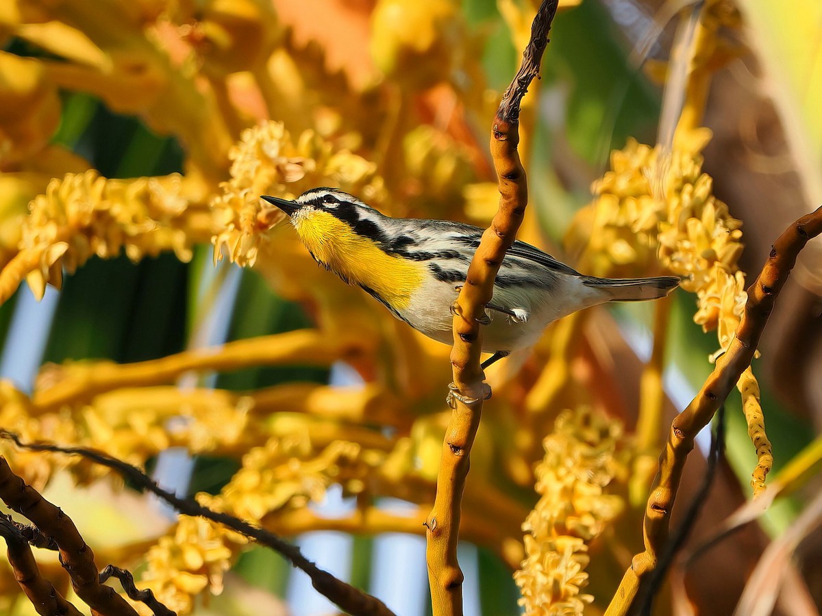 Yellow-throated Warbler - ML646877846