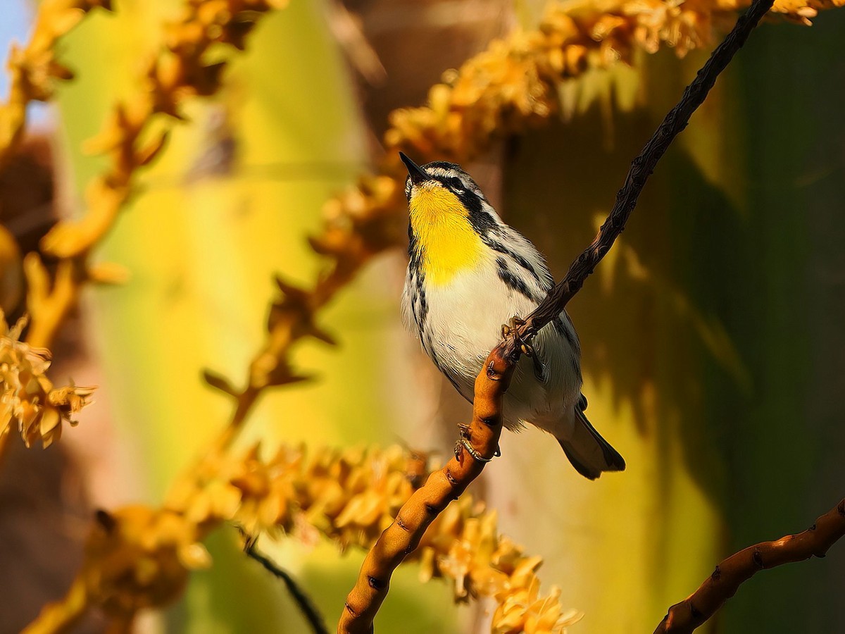 Yellow-throated Warbler - ML646877847