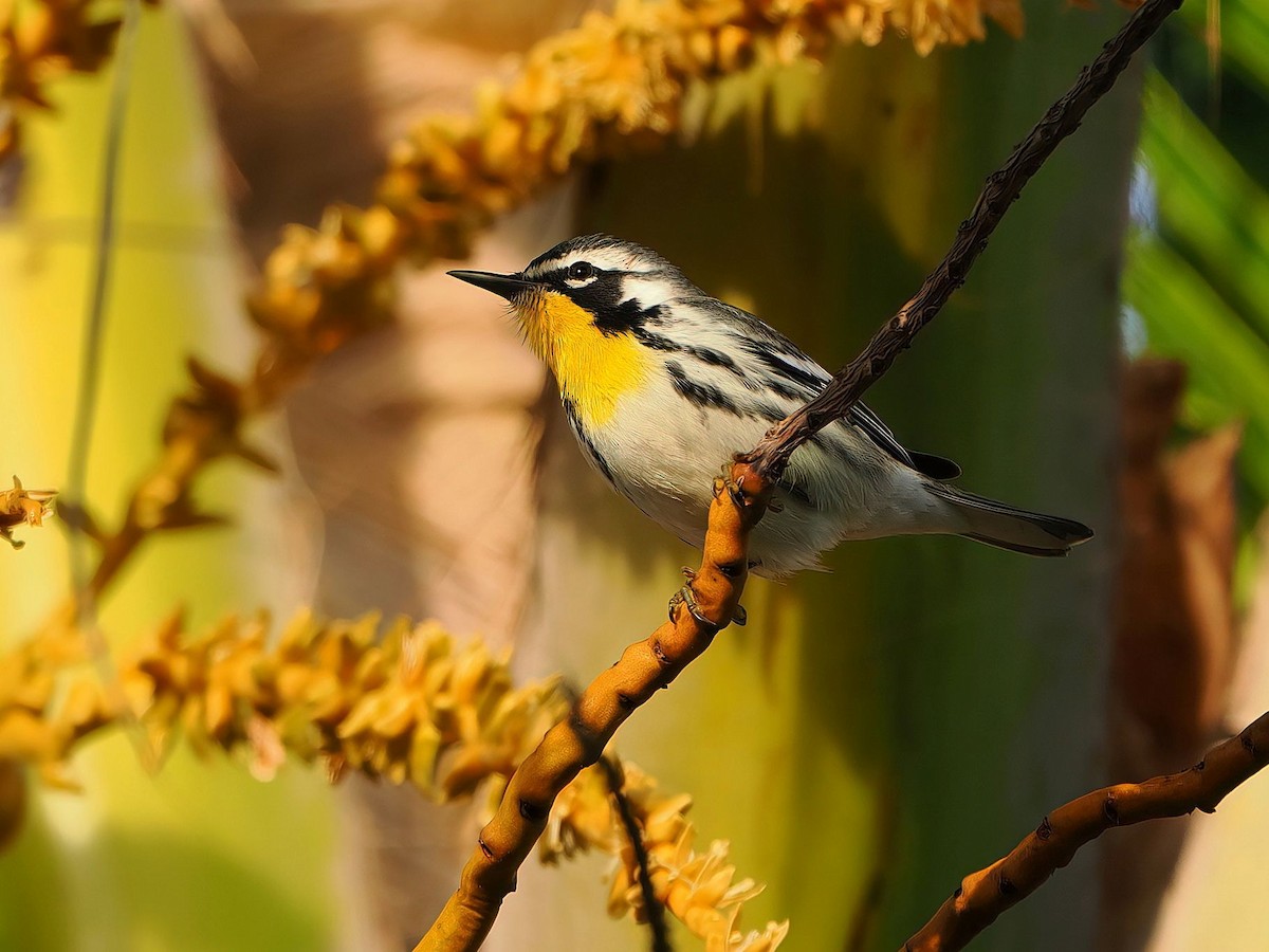 Yellow-throated Warbler - ML646877848