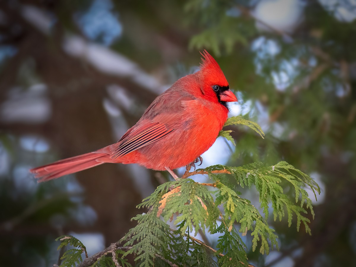 Northern Cardinal - ML646877849