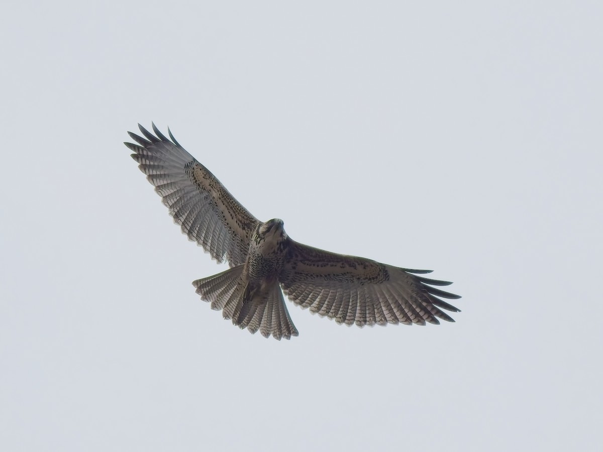 Variable Hawk - ML646877850