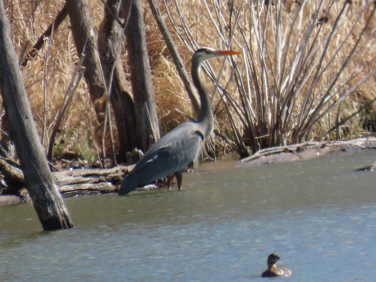 Pied-billed Grebe - ML646877851