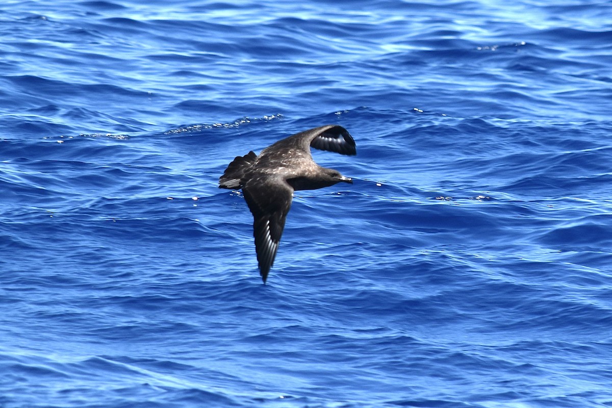 Brown Skua - ML646877853
