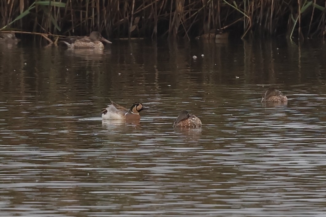 巴鴨 - ML646877854