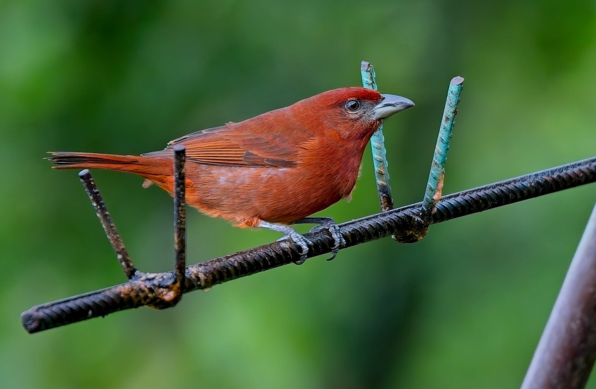Hepatic Tanager - ML646877856