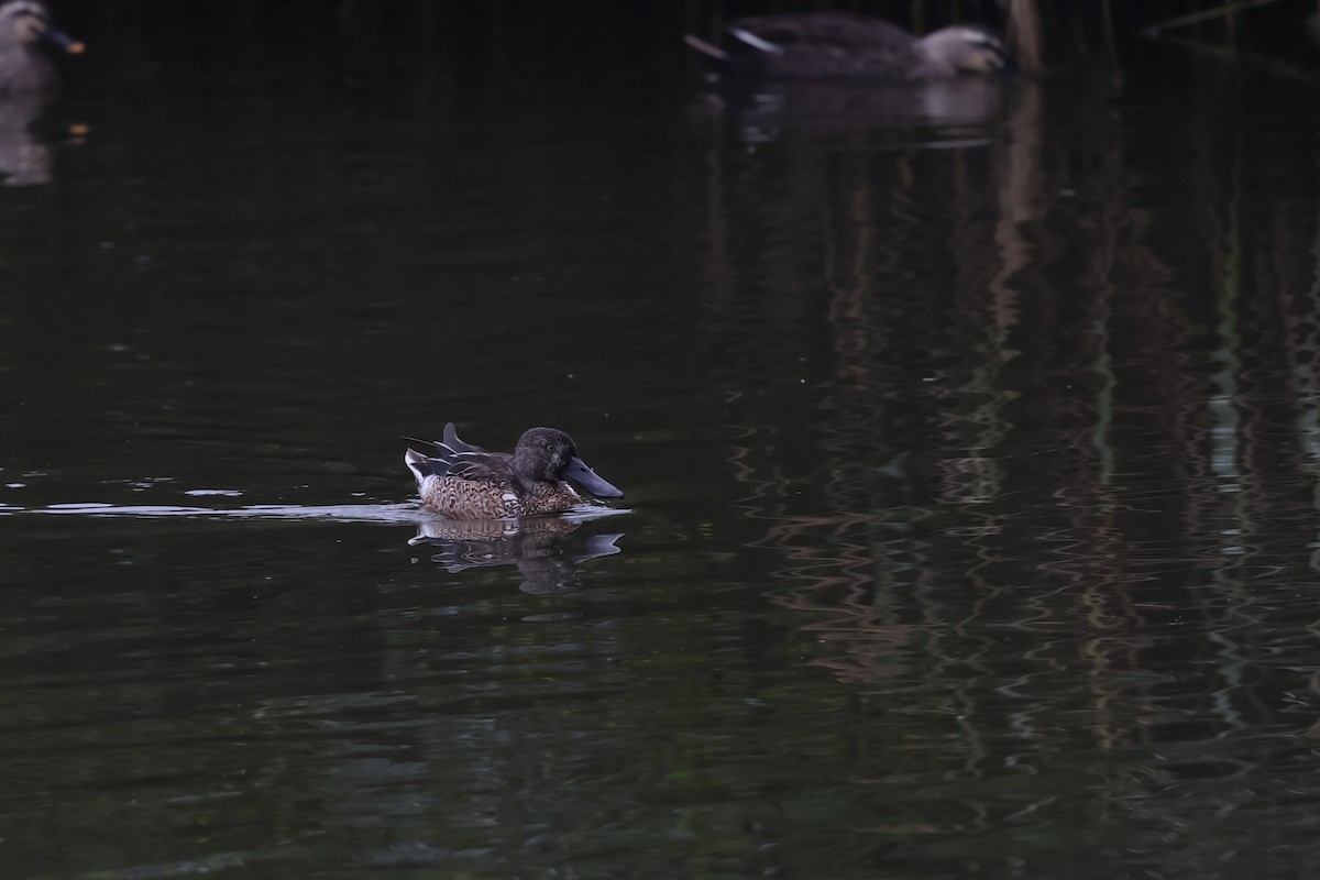 琵嘴鴨 - ML646877857